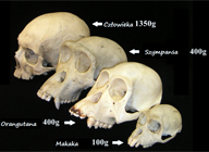 Primer plano de un servidor de color negro, con rejilla de ventilación y bahías donde se ubican los distintos discos duros que contiene.