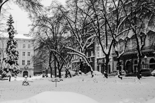 Árboles en la nieve