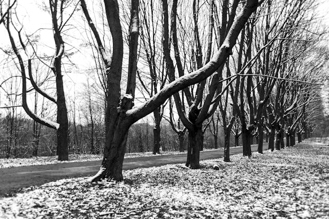 Carretera con árboles