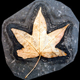 Hoja caída de un árbol