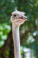 Avestruz visto de frente.