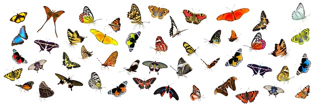 Colección de mariposas